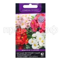 бегония спринт плюс макси бегония спринт плюс макси