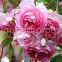 roza-pletistaya-zhasmin-1-sht-oks-700x700 roza-pletistaya-zhasmin-1-sht-oks-700x700