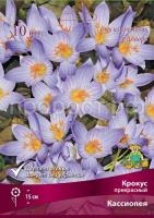 krokus_prekrasn_cassiope_kaper krokus_prekrasn_cassiope_kaper