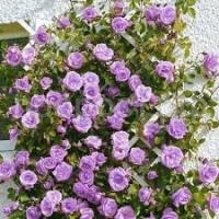 Без названия Без названия