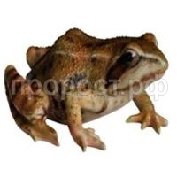 дикие животные_html_221bc8a0dce385e1