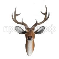 голова оленя