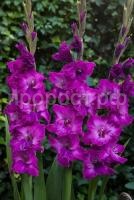 q6u2o5i4ou37bc51bimxmibldjiur837