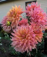 омега омега