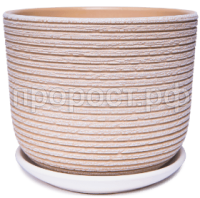 лоза беж бук