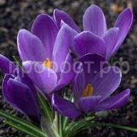 Без названия (2)