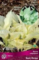 Хоста гибридная Вайт Фезер