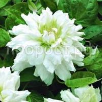 клематис дачес оф эдинбург