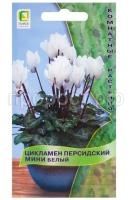 цикламен белый цикламен белый