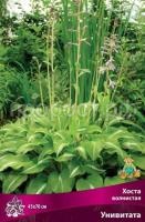 Хоста волнистая Унивитата