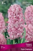 Гиацинт Пинк Сюрприз