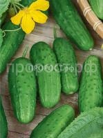 Огурец журавленок F1 Огурец журавленок F1