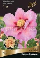 Пион-ИТО-гибрид-ПАСТЕЛЬ-СПЛЕНДОР (2)