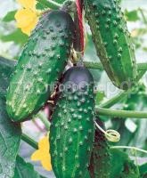 Огурец сокол F1