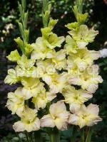 гладиолус алисия