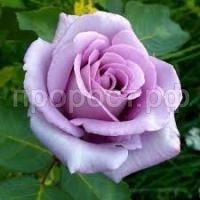 Без названия Без названия