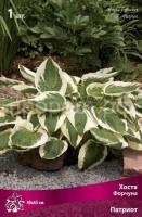 Хоста Форчуна Патриот