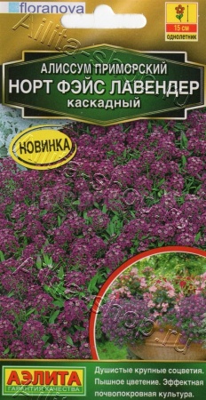Аэлита Алиссум Норт фэйс лавендер каскадный 10шт 