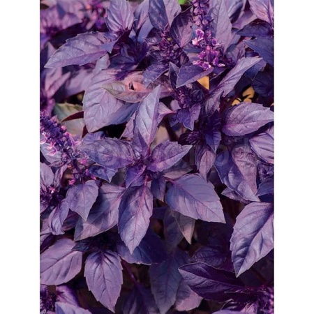 Базилик Арарарт 50 г