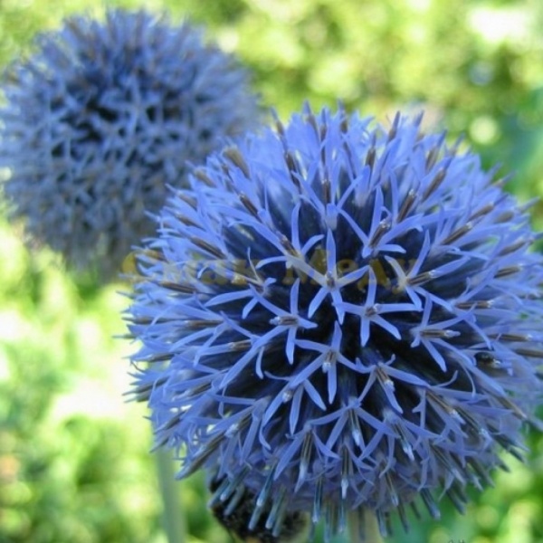 Семена мордовника 0,1 кг