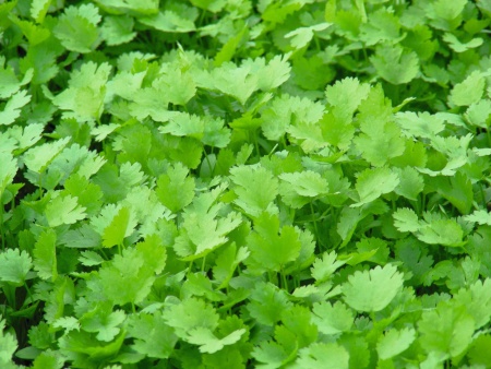 Кориандр Карибе 400г