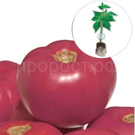 Томат Пинк Парадайз F1 500 шт