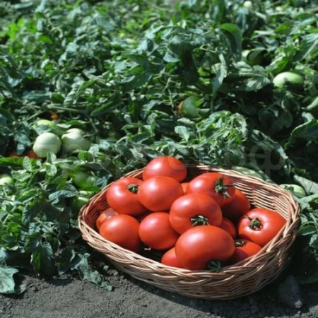 Томат Полбиг F1 1000шт