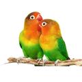 Попугаи Попугаи